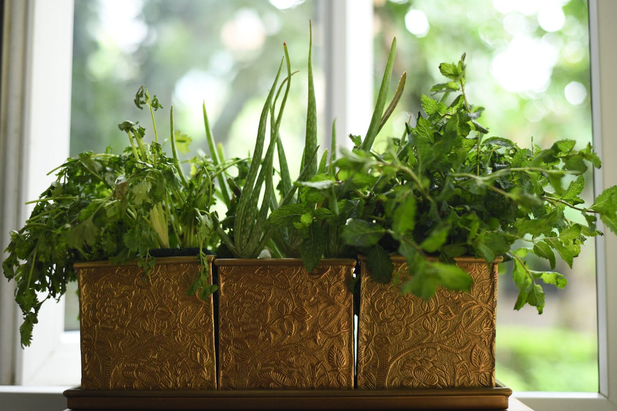 Byaas | Herb & Bloom Handcrafted Planters with Tray, Set of 3, Brass (view 2)