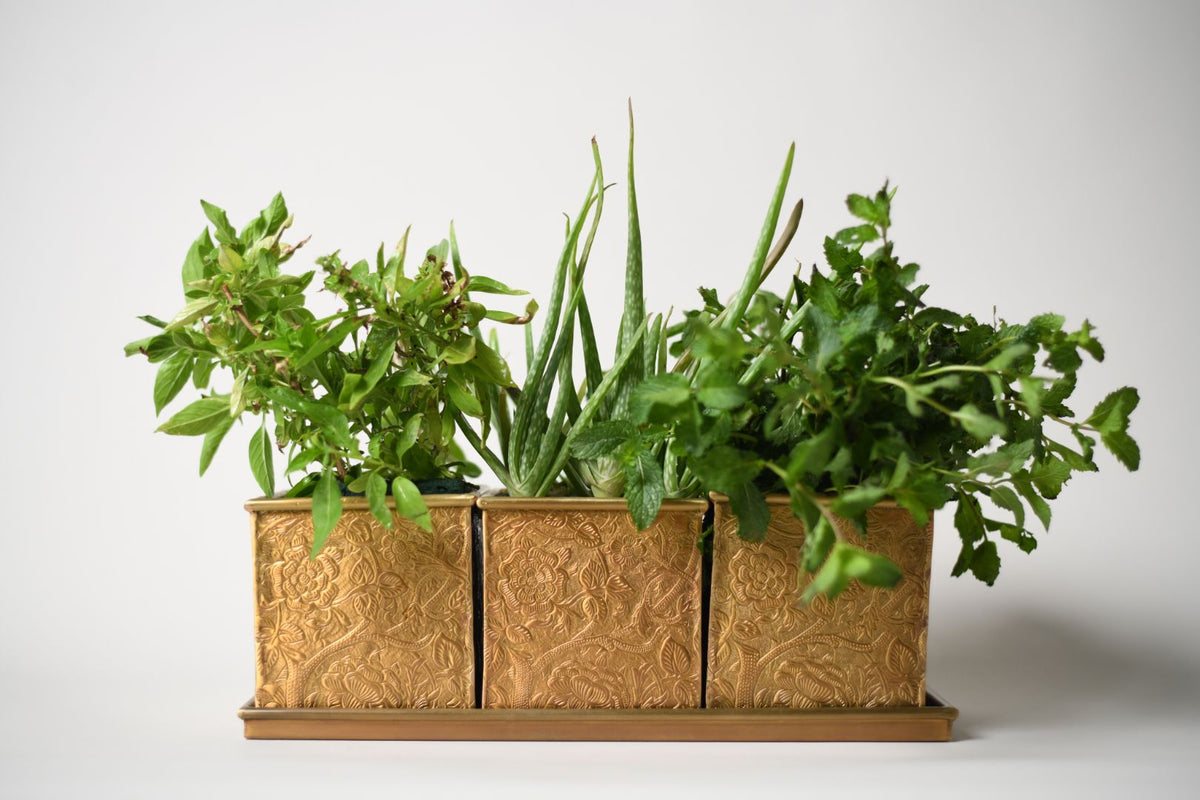 Byaas | How to Grow Herbs Indoors: A Beginner's Guide to Light, Soil & Container Choice, Herb & Bloom Planters