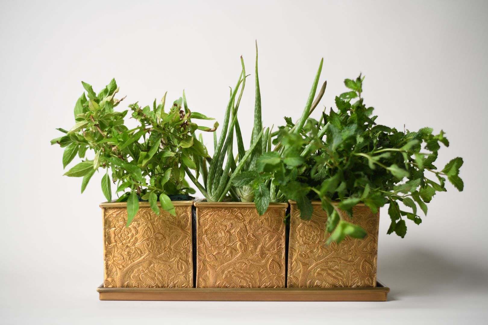 How to Grow Herbs Indoors: A Beginner's Guide to Light, Soil & Container Choice